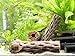 Aquatic Arts 4 Cholla Wood Pieces - Sinkable Aquarium Driftwood/Dried Cactus Branches - Natural Hollow Decorations - Fish Tank/Terrarium Decor