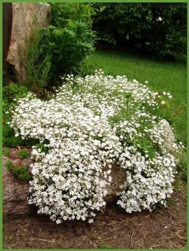 1000 Baby's Breath Covenant Garden Gypsophila
