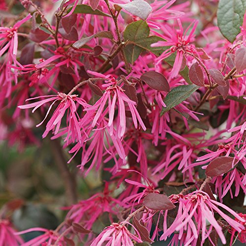 Brussel's Live Fringe Flower Outdoor Bonsai Tree - 3 Years Old; 8" to 12" Tall with Decorative Container