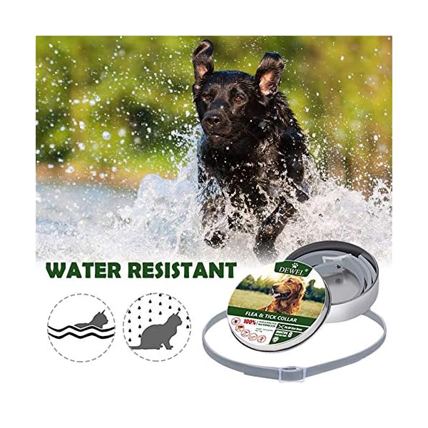 jianghui - Collare Anti-pulci per Cani jianghui jianghui - Collare Anti-pulci per Cani