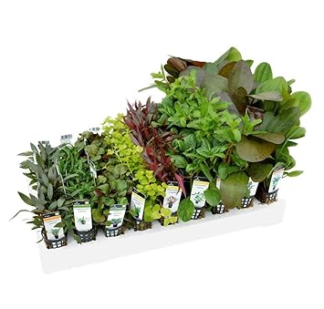 South American Biotope Mixed Box Aquarium Plants For 100l Tank 24