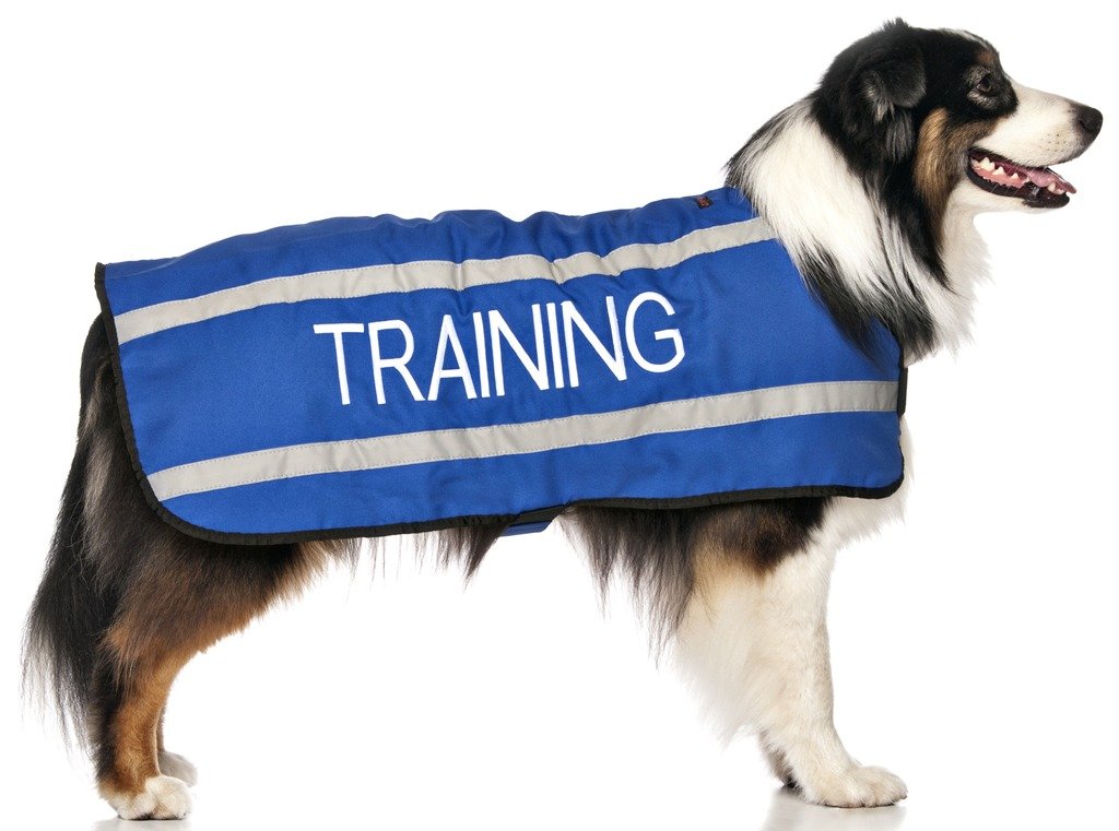 TRAINING - In Training/Do Not Disturb Blue Reflective Dog Coat - Waterproof Fleece Lined Warm S M L XL - Prevents Accidents