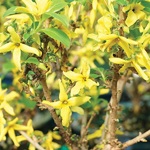 Brussel's Live Forsythia Outdoor Bonsai Tree - 3 Years Old; 6" to 10" Tall with Decorative Container - Thumbnail 2