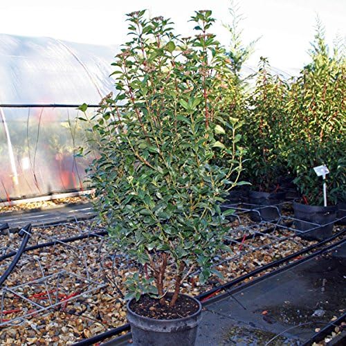 Viburnum Tinus Laurustinus 7 5l Pot 60 80cm High Exc Pot Amazon Co Uk Garden Outdoors