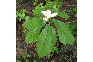 Big Leaf Magnolia Macrophylla Tree 5 Seeds (Striking Scented Flowers) : Seeds in The Packet