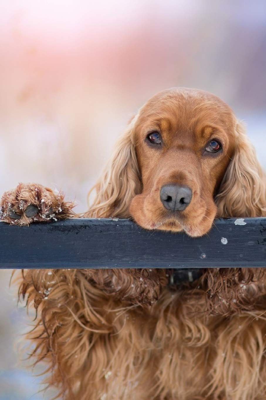 cute spaniel puppies