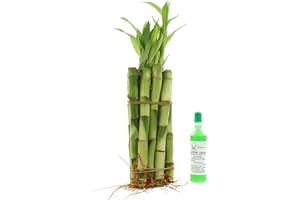 NW Wholesaler - Live Lucky Bamboo 6" Straight Stalks w/Free Bottle of Super Green Lucky Bamboo Fertilizer - Indoor Lucky Bamboo Straight Stalks (10)