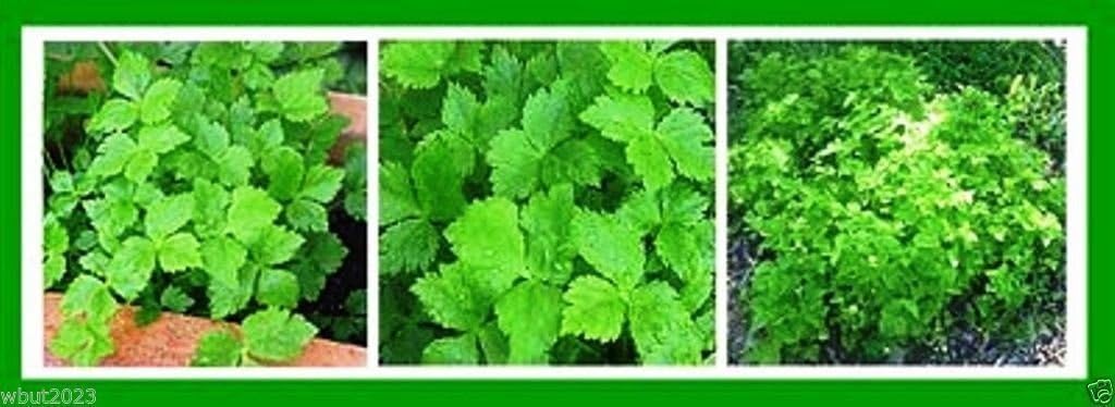 Amazon Com Mitsuba Japanese Parsley 1000 Seeds Leaves Root And Stems Are Used Organic Garden Outdoor