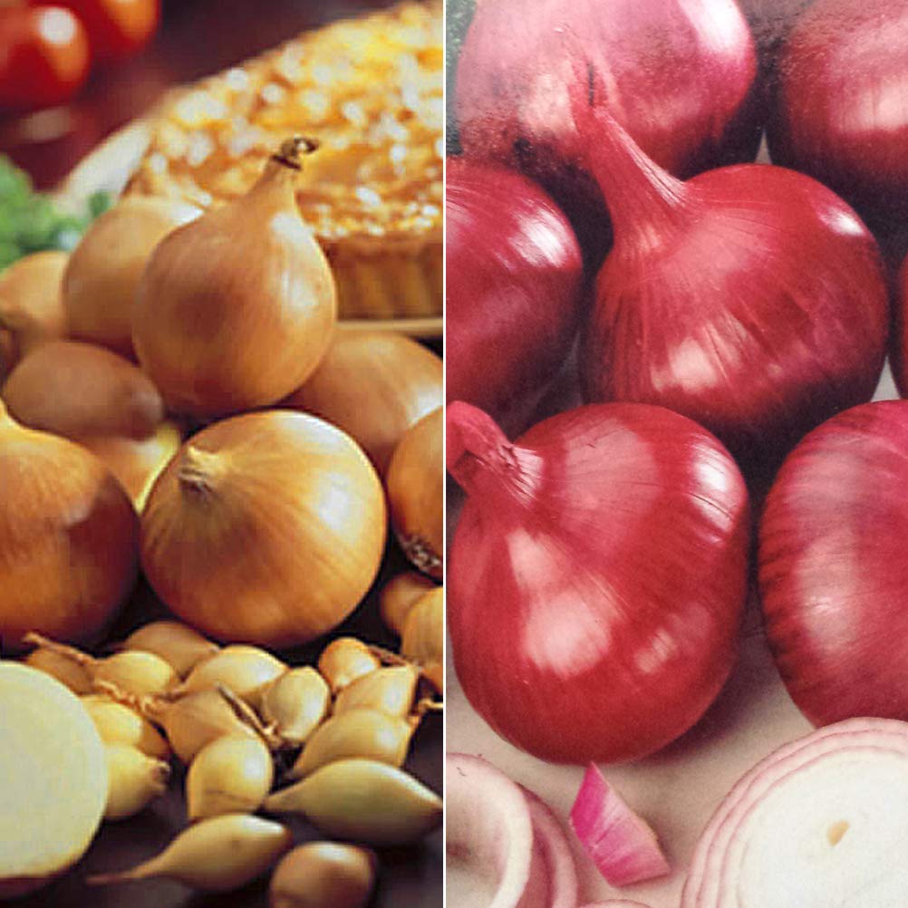 2 x 20 Twin Pack Onions- Centurion & Red Baron- High Yielding Mild to Strong Flavour- Perfect to Cultivate in Your Beautiful Garden - RHS Award of Garden Merit