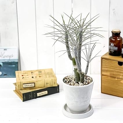 Amazon Co Jp 観葉植物 モンキーツリー 4号樹脂鉢 ホワイト 受け皿付き 育て方説明書付き Senecio Kleinia Neriifolia セネシオ クレイニア 天竜 多肉植物 ホーム キッチン