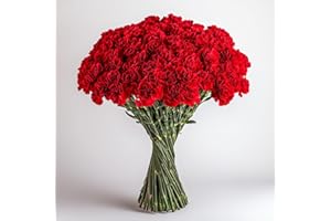 GlobalRose 200 Red Carnation Flowers - Responsibly Sourced Carnations Fresh Flowers - Hand-Picked Fresh Bouquet for Graduation, Anniversary, Birthday & Special Occasions (8 Bunches of 25 Stems)