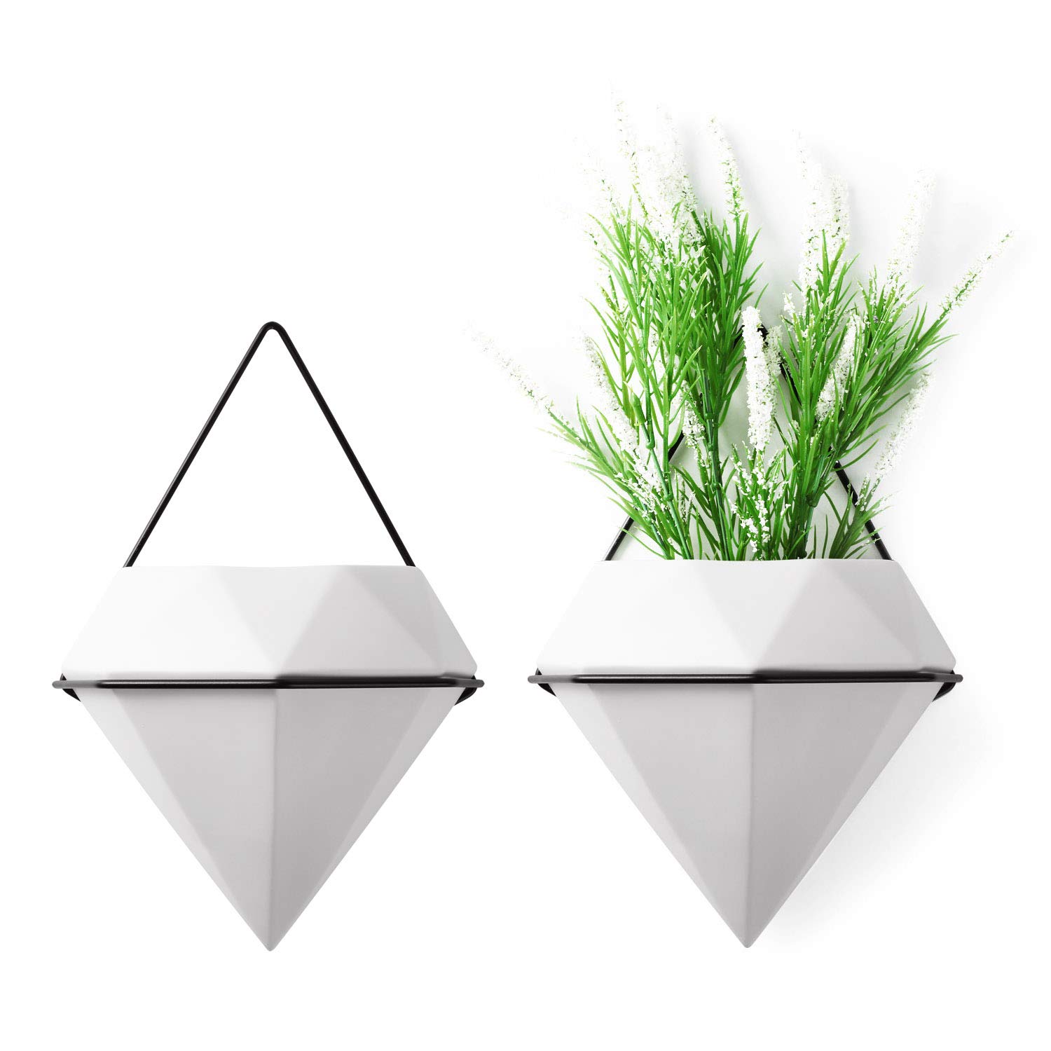 Best Home Decor Air Plants