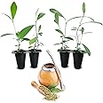 Yerba Mate Tea Plant (4 Pack) | Real Live Plant for Sale | Perfect for Tea Lovers | Hardy and Easy to Grow for Planting | Grow Organic Tea Leaves at Home | Great for Indoor or Outdoor Gardens