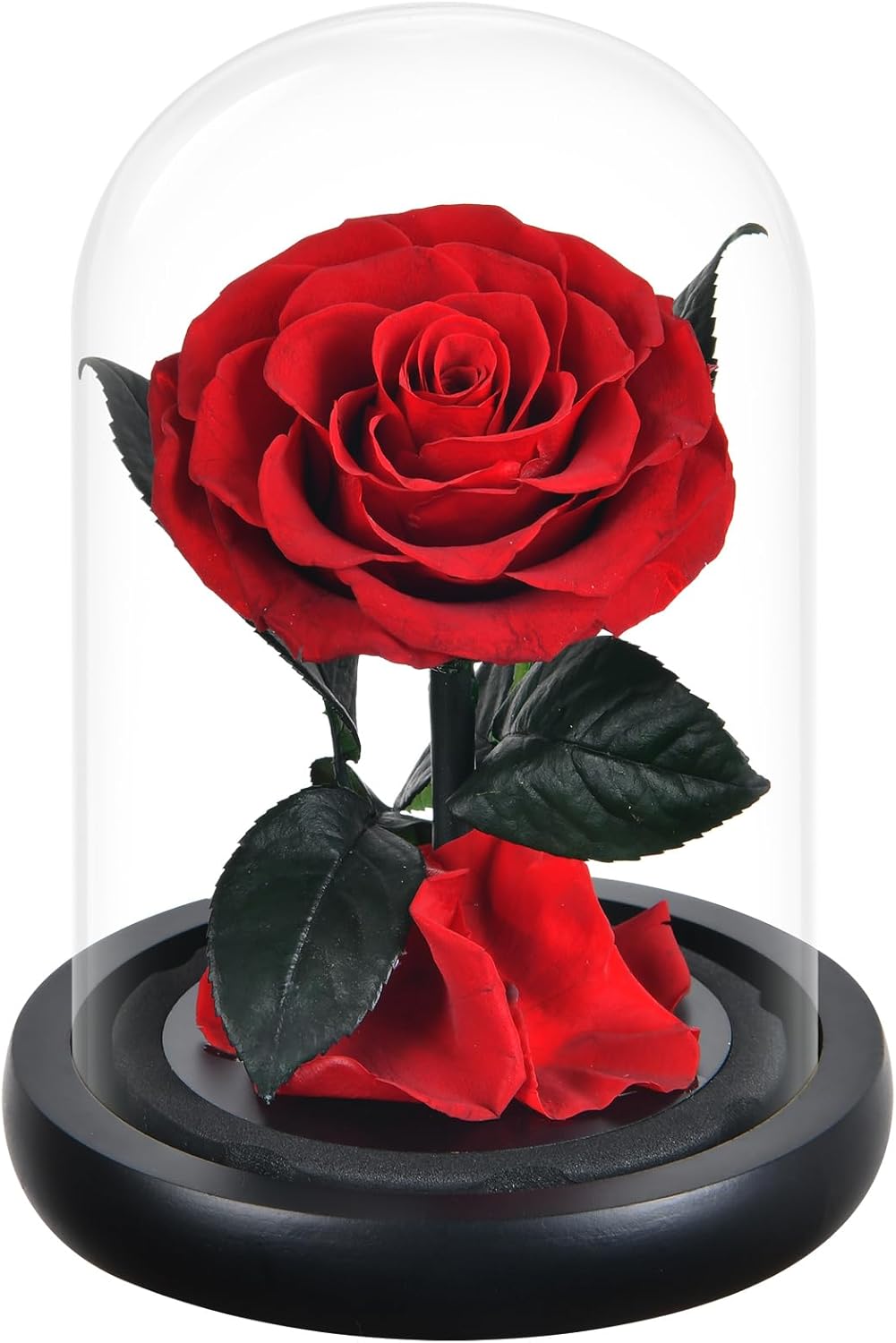 Dried & Preserved Flora - DEARCCINO Preserved Rose Gifts for Women|Preserved Flowers in Glass Dome|Forever Preserved Rose for Girlfriend|Eternal Rose Gift for Wife|Mom|Valentine's Day|Christmas|Flowers for Delivery Prime