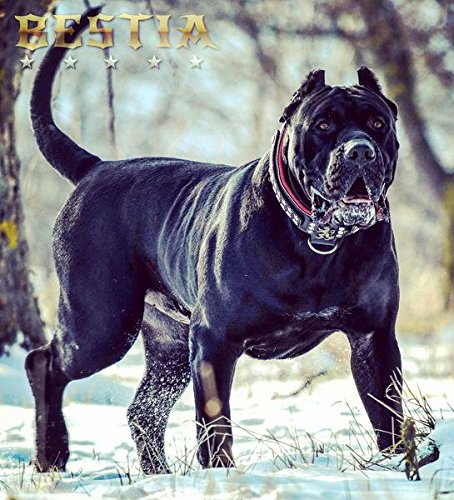 Bestias The General Genuine Leather Handmade 25 Inch Wide Dog Collar Changeable Designs Large Breeds Only Cane Corso Pitbull Rottweiler