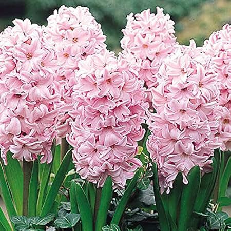 FernsFly IMP. Hyacinth Aromatic Charming Flower Bulbs Winter Flower Home Pot / Land Gardening Bulbs Blooming planting (Pack of 11 Pink Surprise Hyacinth)