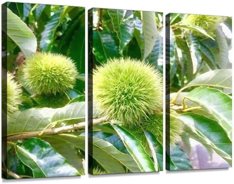 Amazon Co Jp 栗の木ポスター パネル 現代壁の絵 壁掛け 部屋飾り 背景絵画 壁アート 完成品 3枚セット すぐ飾る ホーム キッチン