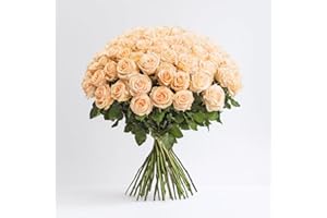 GlobalRose 50 Peach Roses Bouquet - Responsibly Sourced Roses Fresh Flowers - Hand-Picked Flowers Fresh Bouquet for Graduation, Anniversary, Birthday & Special Occasions (2 Bunches of 25 Stems)