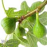 Lattarula Italian Honey Fig Ficus Carica Live Plant Blanche Royale, Marseilles