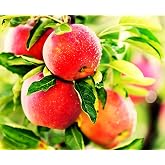 100 pcs Apple Tree Seeds Honey Crisp Honey Crunch Pomme Pommier Malus Seeds