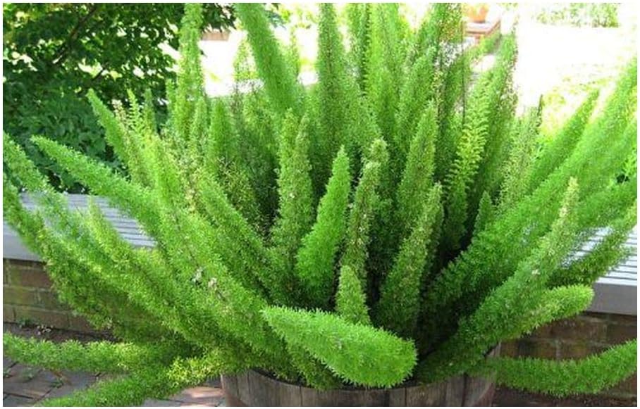 Asparagus densiflorus Mazeppa Asparagus Foxtail Fern 10 seeds
