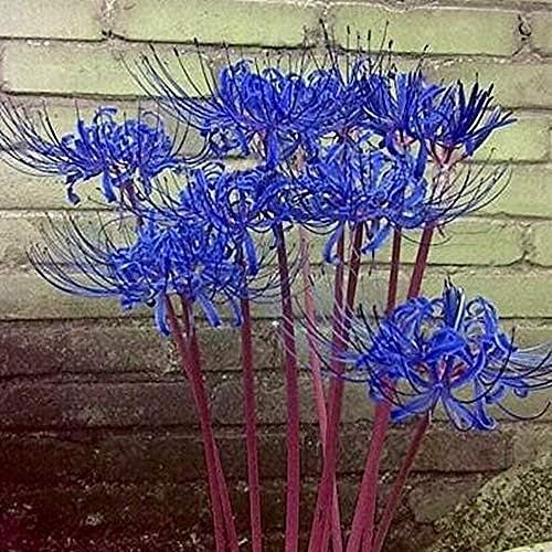 5個のリコリス球根絶妙な多年生の家宝の花直立した成長庭