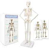 17.7“ Human Skeleton Model for Anatomy,Movable Arms Legs Bones Structures | Whole Spine Ribs Skeleton Model,Suitable for Study Display Artificial Limbs for Medical Instruction Purposes