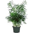 American Plant Exchange Chamaedorea Elegans Parlour Palm Live Indoor Houseplant, 6" Pot, Light Green Air Purifier