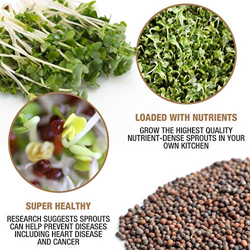 Mumm's Sprouting Seeds - Classic Big Broccoli Sprouts - 200 GR - Sprout Your Own Organic Microgreens - Easy Sprouter Kit