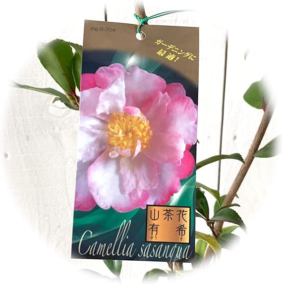 Amazon サザンカ 苗木 有希 12cmポット苗 さざんか 苗 山茶花 花