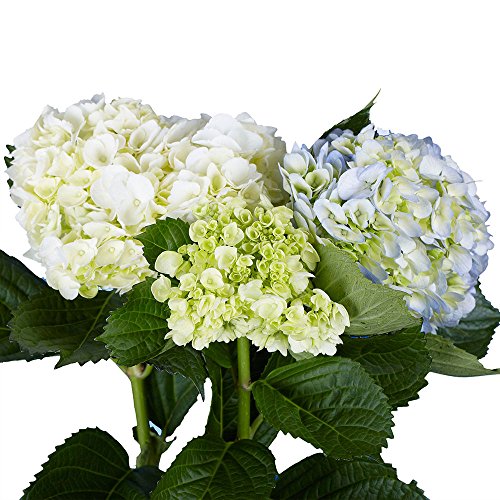 GlobalRose Hydrangeas- 10 Assorted Color Flowers- Fresh Cut For Delivery - Thumbnail 2