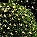 Innoo Tech Outdoor Solar String Lights 21ft 50 Led Blossom Flower Fairy Light for Garden Patio Wedding Party Bedroom Christmas Decoration Warm White