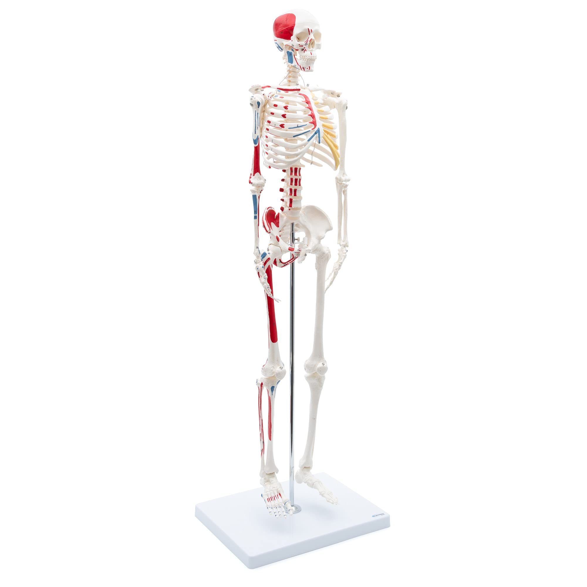 Skelett24.de Mini Skeleton 85 cm with Muscle Painting