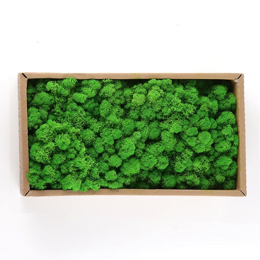 KENANLAN moss wall bun moss modelling moss Preserved Decorative Moss Durable Preserved Moss for Home Decorations Model Making (Fruit green / 500g)