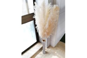 Eastern Rock 5 Stems Natural Dried Pampas Grass Fluffy, Soft and Elegant for Flower Arrangements Wedding Home Decor (Off whit