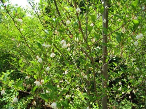 Amazon 1年間枯れ保証 シンボルツリー落葉 エゴノキ株立ち 2 0m 植木