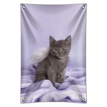 Amazon Com Graphics And More Domestic Shorthair Kitten Cat Angel