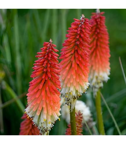 POPOLOオカリナ SF RED Poco™ Red Hot Poker, Kniphofia Hybrid 'TNKNIPR', Monrovia Plant