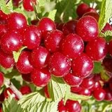 Nanking Cherry Prunus Tomentosa - 10 Seeds