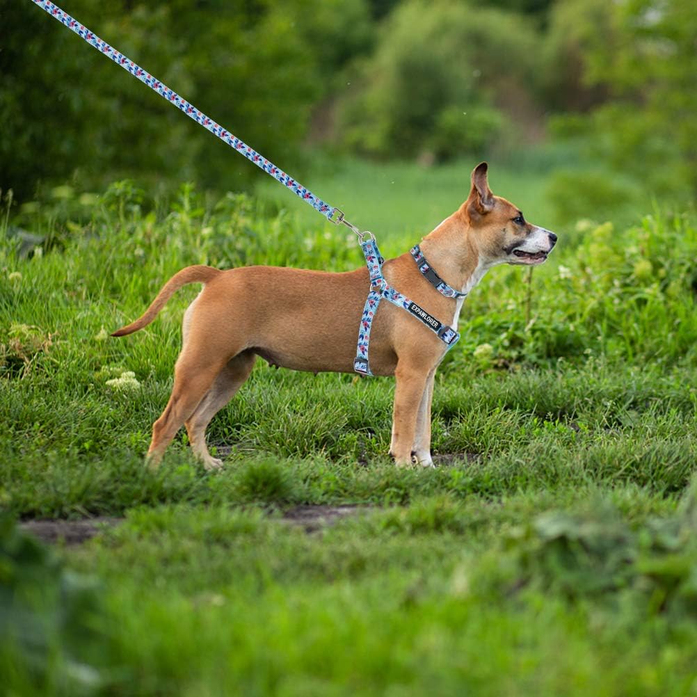 Pet Supplies : EXPAWLORER No Pull Dog Harness and Leash Set with Collar - Heavy Duty & Adjustable Basic Harness for Small Medium Dogs & Cats : 