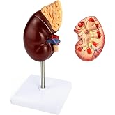 QWORK Life-Size Human Kidney Model, Educational Anatomy Replica Two-Part Structure Teaching Tool for Classroom and Biology Study