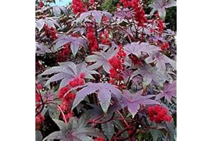 Castor Oil Seeds Inus Red Giant - Inus Communis - Red Leaved Castor Bean 6 Annual Shrub Seeds: Seeds: Package Contains Seeds