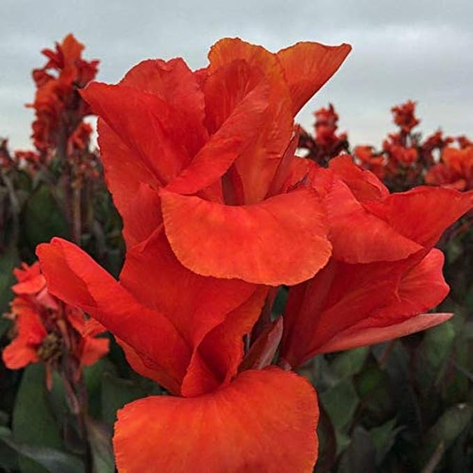 2Pcs Red Canna Lily Bulbs Outdoor Garden Hardy and Spectacular