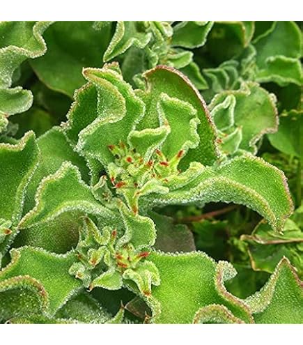 Amazon.com : New Fresh 80pcs iceplant Mesembryanthemum crystallinum  Vegetable Seeds Generic : Patio, Lawn & Garden