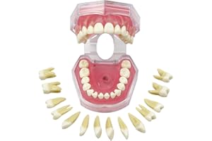Standard Dental Demonstration, YOUYA DENTAL Teeth Model Teaching Model Study Tool Soft Gums Teaching Dental Mode with 28 Removable Teeth