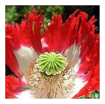 Papaver somniferum Danebrog - Schlafmohn Danebrog - dänische Flagge - 100 Samen