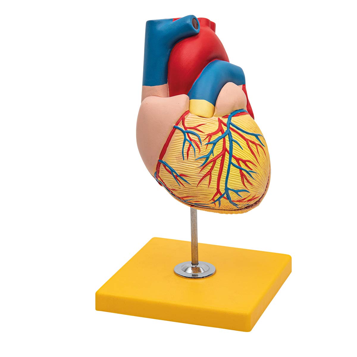 Elementary Anatomy Heart Model – Life-Size Human Heart, 2-Part | Removable Wall & Visible Chambers | Hand Painted | Base Included | Ideal for School & Teaching