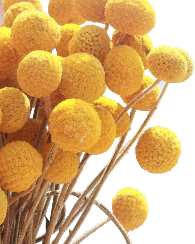 KALOR Dried Flowers Branch Farmhouse Stylet Craspedia Yellow Billy Balls for Home Decor DIY 40 Stems