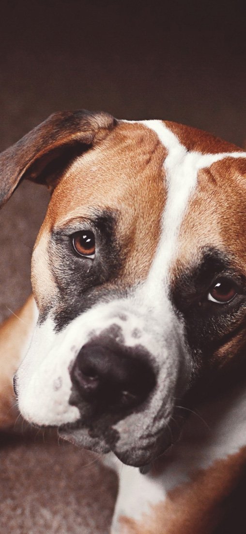 PeelitStickit Dog, Animal Wall Murals ID-077, vinyl