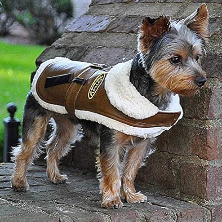 puppies for sale free state